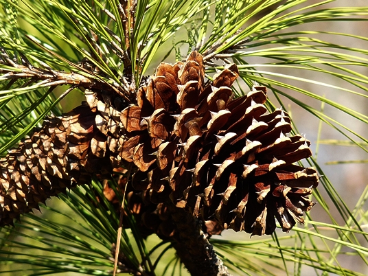 {Pinus taeda}